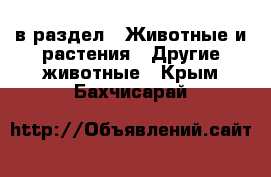  в раздел : Животные и растения » Другие животные . Крым,Бахчисарай